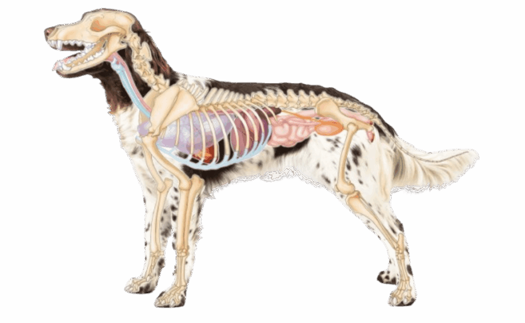 Hund