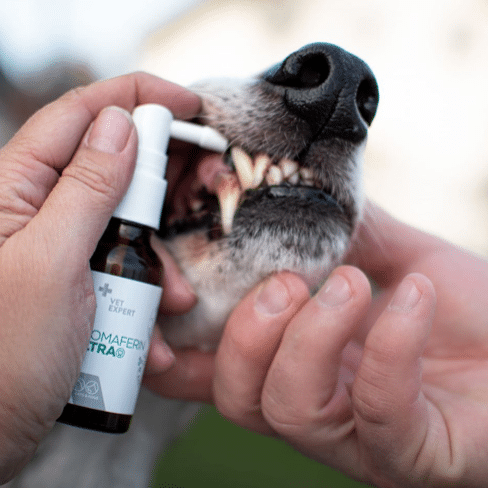 Lactoferrin und Chlorhexidin: Synergistische Wirkung in der unterstützenden Therapie von Parodontalerkrankungen bei Hunden und Katzen