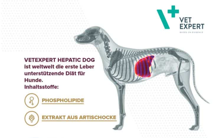 LEBER – DAS EINZIGARTIGE ORGAN – Erkrankungen der Leber bei Hunden – Ein umfassender Leitfaden für Tierärzte Die Leber spielt eine zentrale Rolle im Stoffwechsel des Hundes und ist mit über 1.500 metabolischen Prozessen essenziell für das Überleben des Organismus. Erkrankungen der Leber bleiben jedoch oft unerkannt, da die Symptome unspezifisch sind und erst in fortgeschrittenen Stadien klinisch sichtbar werden. Für Tierärzte ist die Früherkennung und gezielte Behandlung von Lebererkrankungen daher entscheidend, um eine langfristige Schädigung dieses lebenswichtigen Organs zu vermeiden. Biochemische Marker für Lebererkrankungen In der klinischen Praxis sind erhöhte Serum-Aktivitäten von Enzymen wie Alanin-Transferase (ALT), Aspartat-Aminotransferase (AST), Gamma-Glutamyltransferase (GGT) und alkalische Phosphatase (ALP) zuverlässige Indikatoren für eine Leberfunktionsstörung. Diese Marker bieten wertvolle Einblicke in den Schweregrad und die Art der Lebererkrankung und unterstützen den Behandlungsansatz. VETEXPERT Hepatiale Forte Advanced Leber Erfahren Sie unter folgendem Link, wie Sie die Gesundheit der Leber Ihres Patienten schützen und welche Vorsorgemaßnahmen Sie ergreifen können: 👉 Lebergesundheit bei Hunden – LEBER-Broschüre Lebererkrankungen bei Hunden: Ursachen, Symptome und Behandlung Ursachen von Lebererkrankungen bei Hunden Lebererkrankungen können durch zahlreiche Faktoren verursacht werden, darunter: Toxine: Exposition gegenüber schädlichen Substanzen wie Medikamenten, Pflanzen oder Haushaltschemikalien. Infektionen: Bakterielle, virale oder parasitäre Infektionen, die die Leber angreifen. Genetische Prädisposition: Bestimmte Rassen sind genetisch anfälliger für Lebererkrankungen. Übergewicht: Fettleibigkeit kann die Entwicklung von Fettleber begünstigen. Neoplasien: Lebertumoren, sowohl gutartig als auch bösartig, sind eine häufige Ursache. Symptome einer Lebererkrankung Die klinischen Anzeichen sind oft unspezifisch, weswegen regelmäßige Laboruntersuchungen entscheidend sind. Typische Symptome umfassen: Erbrechen und Durchfall Appetitlosigkeit und Gewichtsverlust Gelbsucht (Ikterus) Erhöhte Wasseraufnahme und Urinproduktion Lethargie und Schwäche Hepatomegalie (vergrößerte Leber) Behandlung und Management Die Behandlung hängt von der zugrunde liegenden Ursache ab. In der Regel empfehlen sich folgende Maßnahmen: Diätetische Anpassungen: Eine speziell entwickelte Leberdiät wie VETEXPERT Hepatic Dog kann die Leberfunktion unterstützen. Diese Diät ist weltweit die erste, die hepatoprotektive Inhaltsstoffe enthält und den Patienten eine optimale Unterstützung bietet. Nutrazeutika: Produkte wie Hepatiale Forte Advanced haben sich als wirksam erwiesen, um die Leberfunktion zu fördern und die Regeneration zu unterstützen. Medikamentöse Therapie: Je nach Diagnose können leberspezifische Medikamente erforderlich sein. Unterstützende Pflege: Infusionstherapie, Vitaminergänzungen und regelmäßige klinische Überwachung sind wichtig, um den Heilungsprozess zu fördern. Präventive Maßnahmen Neben der Behandlung ist die Prävention entscheidend, um das Fortschreiten der Erkrankung zu verhindern. Tierärzte sollten auf die folgenden Aspekte achten: Verbesserung der Arbeitsbedingungen: Geregelte Arbeitszeiten und Entspannungsphasen für die Besitzer können Stressfaktoren reduzieren. Realistische Ansprüche: Entwicklung realistisch umsetzbarer Behandlungspläne für die Patientenbesitzer. Hepatoprotektive Diäten: Die frühzeitige Integration von leberfreundlichen Diäten und Nahrungsergänzungsmitteln wie Hepatiale Forte in die Routineversorgung. VetExpert – Hochwertige Produkte für die Tiermedizin VetExpert liefert seit über 10 Jahren hochwertige Therapieprodukte, diagnostische Tests, Pflegeprodukte und VET-Diäten. Tierärzte, Züchter und Tierpfleger in über 20 Ländern vertrauen auf die Produkte von VetExpert. Besonders die Nutrazeutika der Linie Hepatiale Forte, die die Leberfunktion unterstützen, sind weit verbreitet. Der Erfolg dieser Produkte liegt in der Zusammensetzung der ausgewählten Inhaltsstoffe, deren Wirkung in Studien bestätigt wurde. Mit VETEXPERT Hepatic Dog bietet VetExpert zudem eine weltweit einzigartige Diät zur Unterstützung der Leberfunktion bei Hunden. Diese Diät erfüllt nicht nur alle rechtlichen Anforderungen, sondern enthält auch wissenschaftlich nachgewiesene hepatoprotektive Inhaltsstoffe, die einen optimalen Schutz und eine umfassende Unterstützung der Leberfunktion gewährleisten. Weitere Informationen finden Sie in der LEBER-Broschüre von VetExpert: Lebergesundheit bei Hunden – LEBER-Broschüre. Fazit: Die Früherkennung und das gezielte Management von Lebererkrankungen bei Hunden sind essenziell, um die Gesundheit und Lebensqualität unserer Patienten zu bewahren. VetExpert unterstützt Tierärzte dabei mit innovativen Produkten, die sich in der Praxis bewährt haben. an Makrostoffen (Protein, Fett etc.) enthält, sondern auch um ausgewählte Inhaltsstoffe mit wissenschaftlich nachgewiesener hepatoprotektiven Wirkung ergänzt wurde.